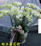 黃蝴蝶蘭(10株)