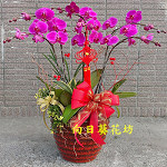 紅蝴蝶蘭(6株)